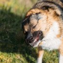 연희동물병원 이미지