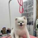 행복더하개 네이버블로그