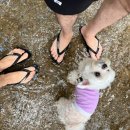 학산아래쉼터 | 충북 계곡 평상 대여 강아지 동반 가능한 학산아래쉼터