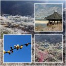 3월 15일_ [제 2,113차] 전남 광양시 쫒비산(536.5m) 매화마을 매화꽃 산행 안내 이미지