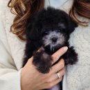 톰퍼피 강아지 분양 이미지