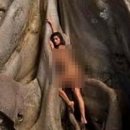 바바나무 이미지