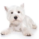 화이트켄넬(white-kennel) | 웨스트 하일랜드 화이트 테리어 (West Highland White Terrier) 견종 정보
