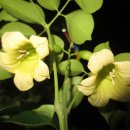 HAPPY TREE(해피트리) 이미지