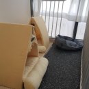 조이풀데이 광명역점 | 애견 유치원 믿고 보낼 수 있는 곳 조이풀데이 광명역점