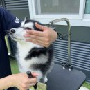 땅콩 애견유치원 | 🐾 일산 애견유치원 추천｜폼스키 보호자가 만족하는 땅콩애견유치원 후기