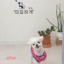 미묘하개 이미지