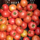 백사농장 이미지