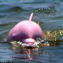 핑크고래 이미지