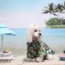 강아지풍경 이미지