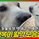 물건 230개를 구분하는 ‘천재견 행복이’ 이미지