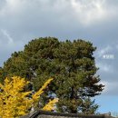 사랑채 민박 | [부여 숙소] 내돈산 ‘매화가든민박’ 독채숙소후기 | 단체숙소 (사랑채+안채 최대 13명 가능) | 애견...