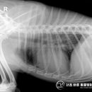 더바른 동물병원 이미지