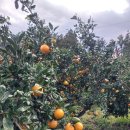 동백농장 이미지