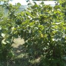 개암농장 이미지