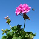 제라늄(Pelargonium hortorum) 이미지