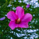 애송 시(한국 사랑시 50) 21~25 이미지