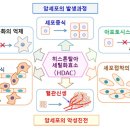 히스톤(HisTone) 이미지