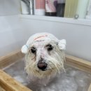 모들펫살롱 - 서산시 서령로 72 | 모들펫살롱