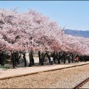 벚꽃마루 이미지