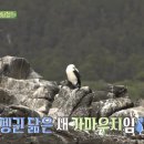 돌고래와펭귄 이미지