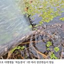 버들수산