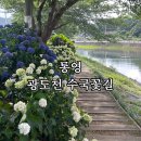 통영 죽림 수국 명소, 광도천 수국꽃길 아이와 다녀온 후기