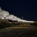 서천둔치 주차장(3번) | [영주/서천둔치] 영주 벚꽃 명소, 개화 현황, 서천둔치 밤산책 후기