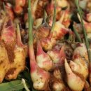 닭키우는 회장님 이미지