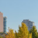 황금빛 가로수길 이미지