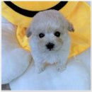 펫365 강아지분양 고양이분양 전주본점 이미지