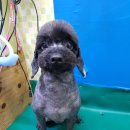 파주애견미용센터 이미지