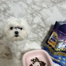 카니코리아 이미지