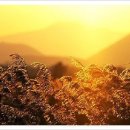 서정적인 이미지