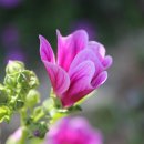 접시꽃민박 이미지