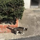 티아라호텔 | 대마도 쓰시마 이즈하라 숙소 벨포레 솔직 후기 (티아라몰 근처 / 위치 좋은 가성비 호텔)