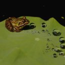 제8회 가로수 영상회 사진전 1차전시--연잎위의 개구리. 아그배 열매. 낙조 3점이 전시된 작품임( 2013.9.24~9.29 청주 예술의 전당 소전시실) 이미지