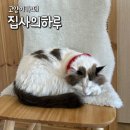 집사의 하루 대구점 | 아이와 가볼만한곳 대구 고양이카페 집사의하루