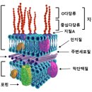 그람