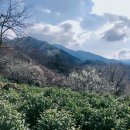 정금마을 차밭 앞 이미지