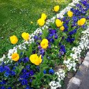 꽃보다 라인댄스 이미지