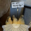 아는 사람 되기 | 투티커피바/대전카페/유럽풍카페/대전카페맛집/크리스마스카페/커피 잘 아는 사람들 내돈내산 솔직후기