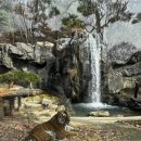 사자약품 | 막차 탄 &lt; 에버랜드 케데헌 &gt; 준비물 눈치싸움 대성공 굿즈구입 사파리 로스트밸리 다 타고온 후기