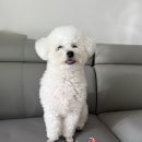 꼬리별펫케이크 이미지