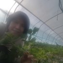 청남농원 이미지