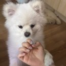 더즈네일