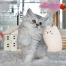 분당고양이분양 나비캣 이미지