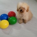 스토어스톤 | 강아지 슬개골 탈구 예방운동을 위한 스토어베리 밸런스 스톤 구매후기