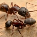 개미똥구멍 이미지