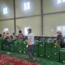 롯데과일 이미지